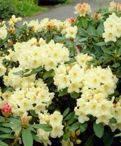Fast Growing Trees Rhododendrons Yellow Rhododendron