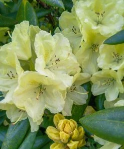 Fast Growing Trees Rhododendrons Yellow Rhododendron
