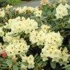 Fast Growing Trees Rhododendrons Yellow Rhododendron