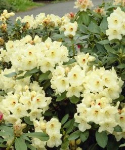 Fast Growing Trees Rhododendrons Yellow Rhododendron