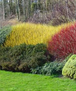 Fast Growing Trees Yellow Twig Dogwood Shrub Dogwood Trees 12 Fast Growing Trees Yellow Twig Dogwood Shrub Dogwood Trees