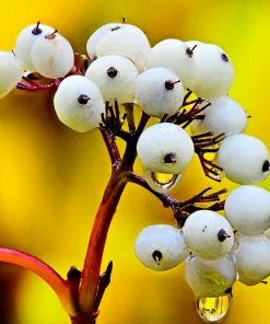 Fast Growing Trees Yellow Twig Dogwood Shrub Dogwood Trees 15 Fast Growing Trees Yellow Twig Dogwood Shrub Dogwood Trees