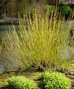 Fast Growing Trees Yellow Twig Dogwood Shrub Dogwood Trees