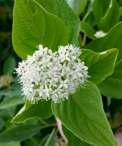 Fast Growing Trees Yellow Twig Dogwood Shrub Dogwood Trees 13 Fast Growing Trees Yellow Twig Dogwood Shrub Dogwood Trees