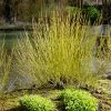 Fast Growing Trees Yellow Twig Dogwood Shrub Dogwood Trees