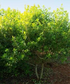 Fast Growing Trees Yerba Mate Our Newest Arrivals 13 Fast Growing Trees Yerba Mate Our Newest Arrivals