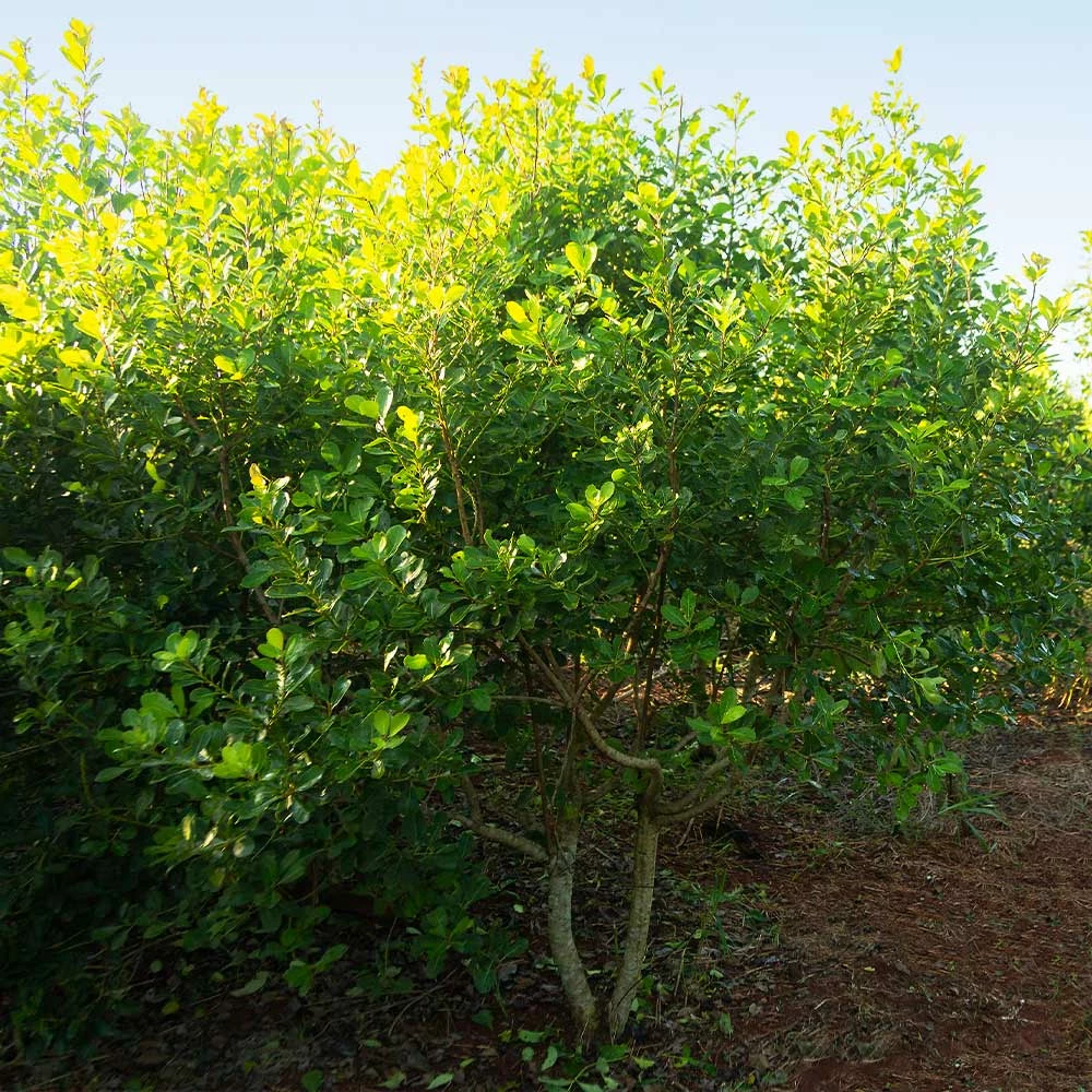 Fast Growing Trees Yerba Mate Our Newest Arrivals 8 Fast Growing Trees Yerba Mate Our Newest Arrivals