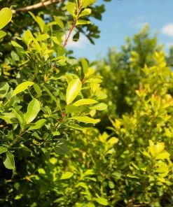 Fast Growing Trees Yerba Mate Our Newest Arrivals 10 Fast Growing Trees Yerba Mate Our Newest Arrivals