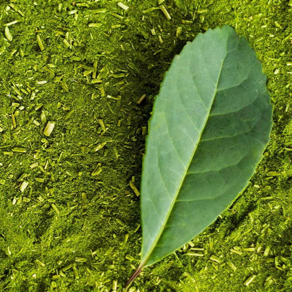 Fast Growing Trees Yerba Mate Our Newest Arrivals 4 Fast Growing Trees Yerba Mate Our Newest Arrivals