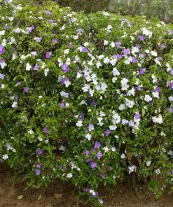 Fast Growing Trees Yesterday, Today And Tomorrow Plant See All Shrubs & Hedges