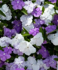 Fast Growing Trees Yesterday, Today And Tomorrow Plant See All Shrubs & Hedges 7 Fast Growing Trees Yesterday, Today And Tomorrow Plant See All Shrubs & Hedges