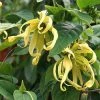 Fast Growing Trees Ylang Ylang Tree