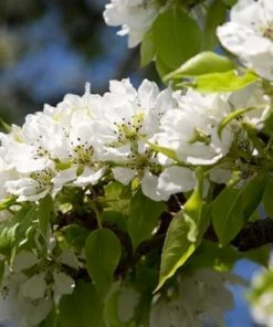 Fast Growing Trees Yoinashi Asian Pear Tree