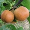 Fast Growing Trees Yoinashi Asian Pear Tree 2 Fast Growing Trees Yoinashi Asian Pear Tree
