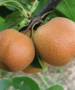 Fast Growing Trees Yoinashi Asian Pear Tree