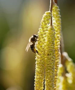 Fast Growing Trees York Filbert Hazelnut 13 Fast Growing Trees York Filbert Hazelnut