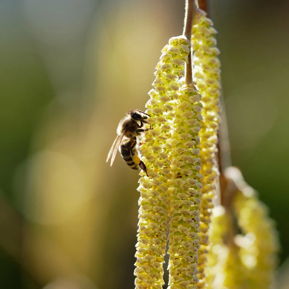 Fast Growing Trees York Filbert Hazelnut 8 Fast Growing Trees York Filbert Hazelnut