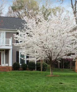 Fast Growing Trees Cherry Blossom Trees Yoshino Cherry Tree