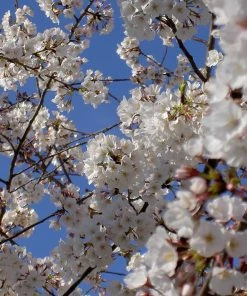 Fast Growing Trees Cherry Blossom Trees Yoshino Cherry Tree 9 Fast Growing Trees Cherry Blossom Trees Yoshino Cherry Tree