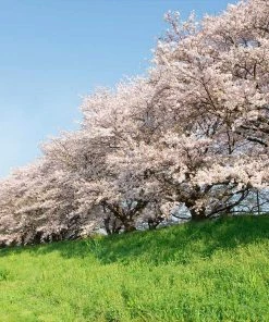 Fast Growing Trees Cherry Blossom Trees Yoshino Cherry Tree 10 Fast Growing Trees Cherry Blossom Trees Yoshino Cherry Tree