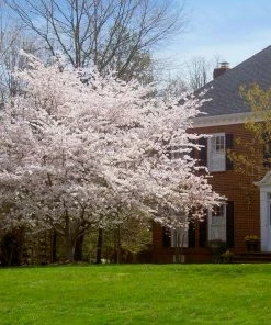 Fast Growing Trees Cherry Blossom Trees Yoshino Cherry Tree 11 Fast Growing Trees Cherry Blossom Trees Yoshino Cherry Tree