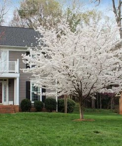 Fast Growing Trees Cherry Blossom Trees Yoshino Cherry Tree