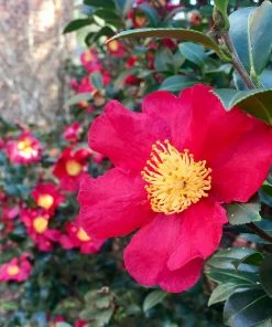 Fast Growing Trees Camellia Shrubs Yuletide Camellia