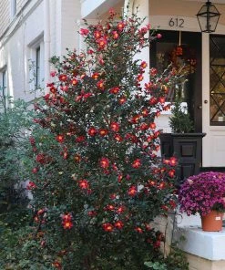 Fast Growing Trees Camellia Shrubs Yuletide Camellia