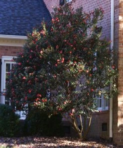 Fast Growing Trees Camellia Shrubs Yuletide Camellia