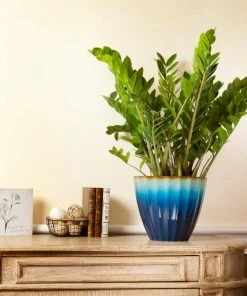 Fast Growing Trees ZZ Plant Low Light House Plants