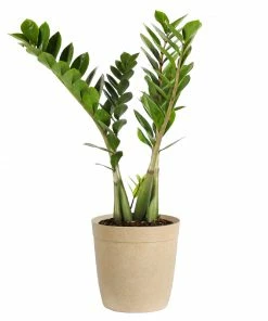 Fast Growing Trees ZZ Plant Low Light House Plants