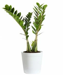 Fast Growing Trees ZZ Plant Low Light House Plants