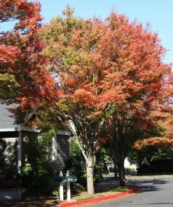Fast Growing Trees See All Shade Trees Green Vase'® Zelkova Tree