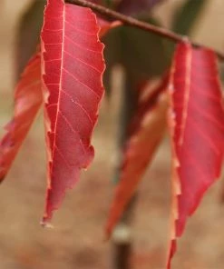 Fast Growing Trees See All Shade Trees Green Vase'® Zelkova Tree