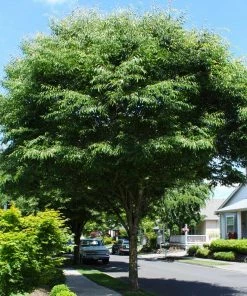 Fast Growing Trees See All Shade Trees Green Vase'® Zelkova Tree