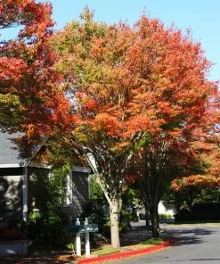 Fast Growing Trees See All Shade Trees Green Vase'® Zelkova Tree