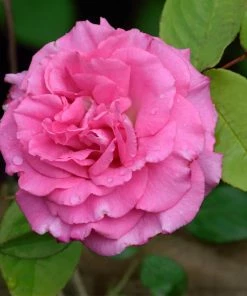 Fast Growing Trees Zephirine Drouhin Climbing Rose