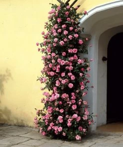 Fast Growing Trees Zephirine Drouhin Climbing Rose