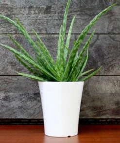 Fast Growing Trees Aloe Vera Plant