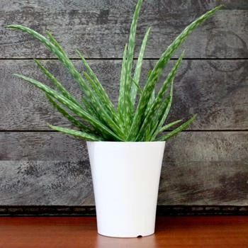 Fast Growing Trees Aloe Vera Plant 3 Fast Growing Trees Aloe Vera Plant