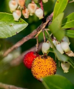 Fast Growing Trees Marina Strawberry Tree