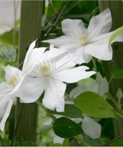 Fast Growing Trees Henryi Clematis Vine See All Shrubs & Hedges