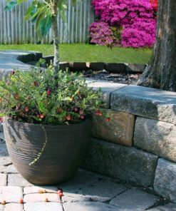 Fast Growing Trees Stevens Cranberry