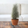 Fast Growing Trees Cushion Bush - Pyramid