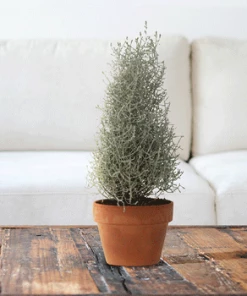 Fast Growing Trees Cushion Bush - Pyramid