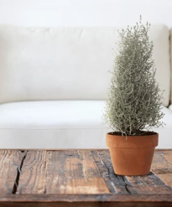 Fast Growing Trees Cushion Bush - Pyramid