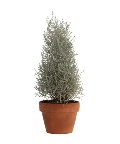 Fast Growing Trees Cushion Bush - Pyramid