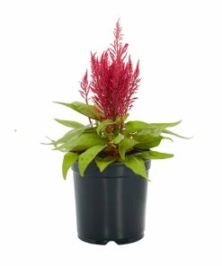 No Warranty Dragon's Breath® Celosia