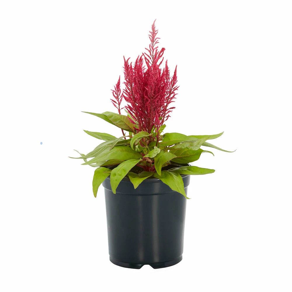 No Warranty Dragon's Breath® Celosia 4 No Warranty Dragon's Breath® Celosia