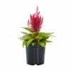 No Warranty Dragon's Breath® Celosia